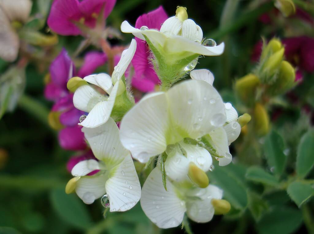 Rare white form of the Yellow-keeled Swainsona (Swainsona flavicarinata), Alice Springs NT