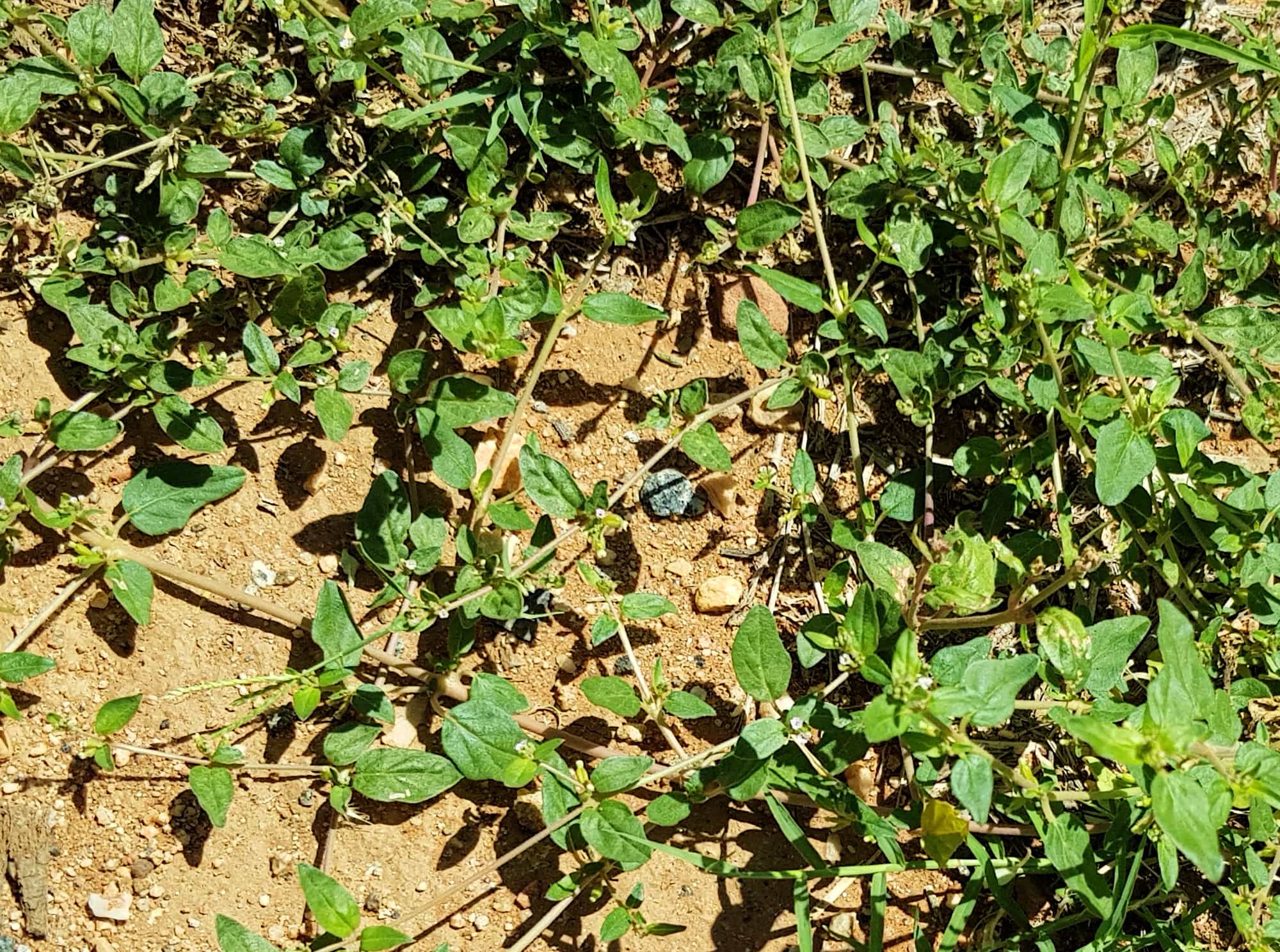 Tar Vine (Boerhavia coccinea), Alice Springs, NT