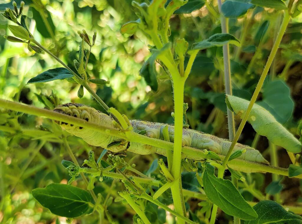Tar Vine (Boerhavia coccinea) / Yeperenye / Yipirinya Caterpillar, Alice Springs, NT