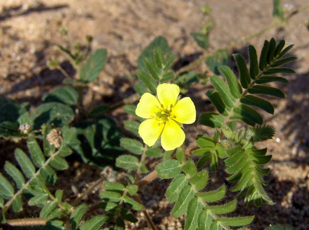 Caltrop (Tribulus eichlerianus), Ellery Creek Big Hole NT