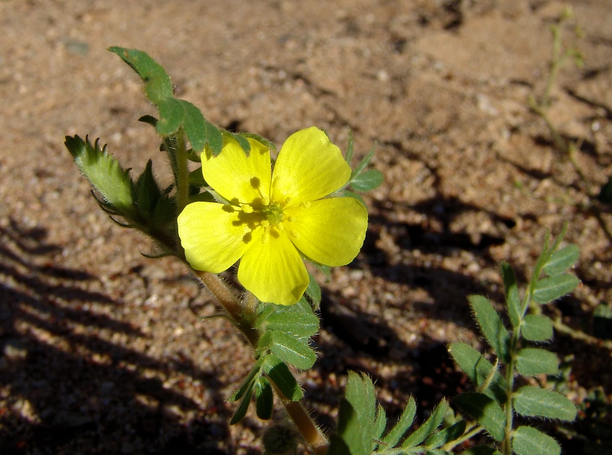 Caltrop (Tribulus eichlerianus), Ellery Creek Big Hole NT