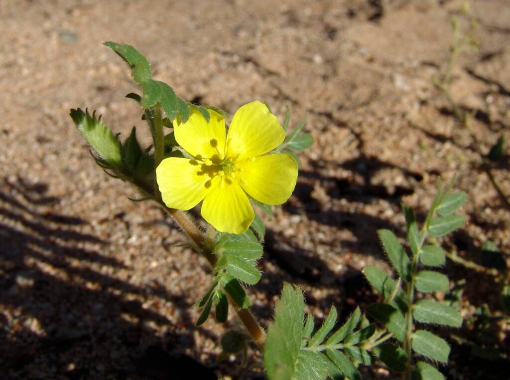Caltrop (Tribulus eichlerianus), Ellery Creek Big Hole NT