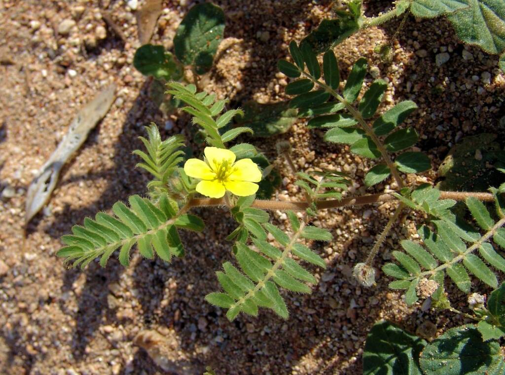 Caltrop (Tribulus eichlerianus), Ellery Creek Big Hole NT