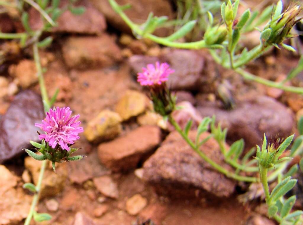 Wertabona Daisy (Streptoglossa liatroides), Central Australia NT