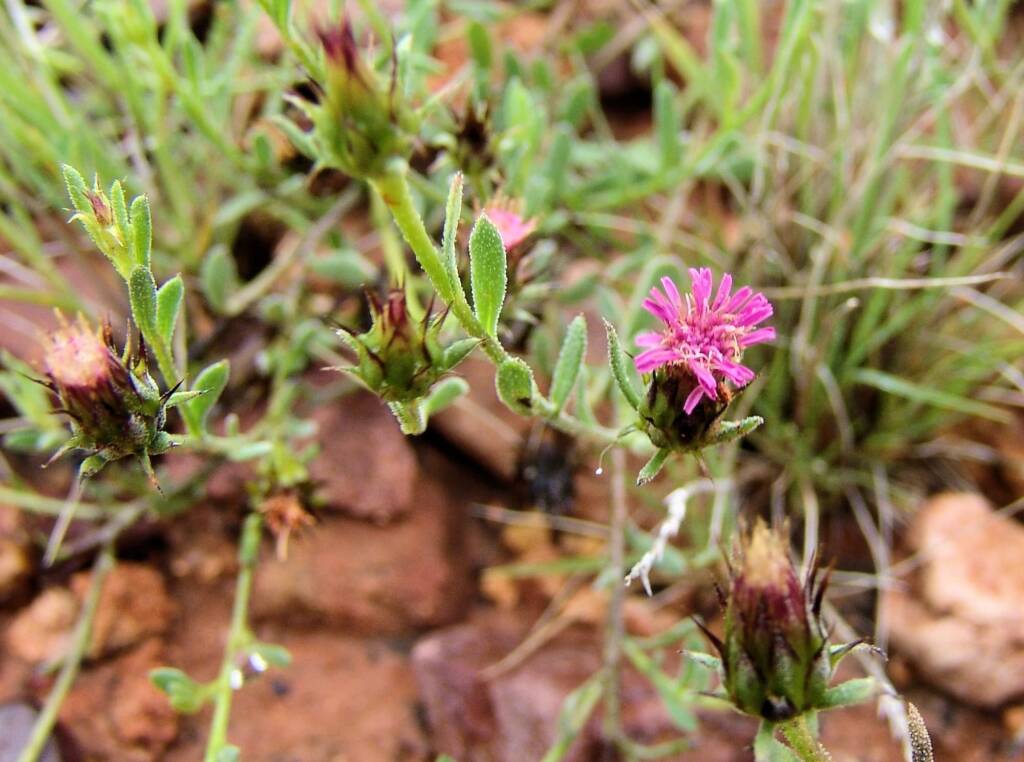 Wertabona Daisy (Streptoglossa liatroides), Central Australia NT