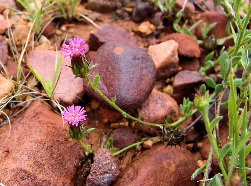 Wertabona Daisy (Streptoglossa liatroides), Central Australia NT