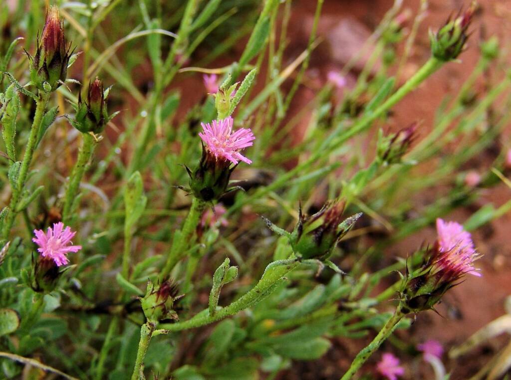 Wertabona Daisy (Streptoglossa liatroides), Central Australia NT