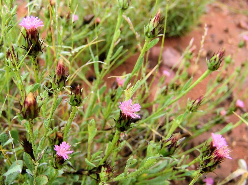 Wertabona Daisy (Streptoglossa liatroides), Central Australia NT