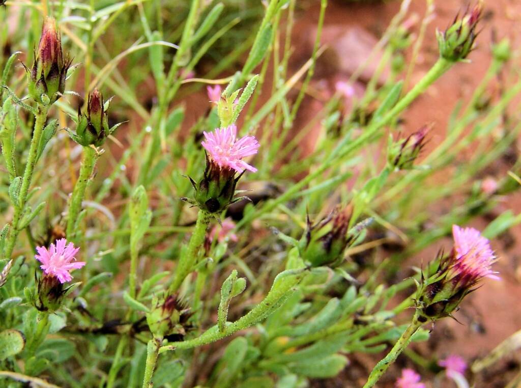 Wertabona Daisy (Streptoglossa liatroides), Central Australia NT