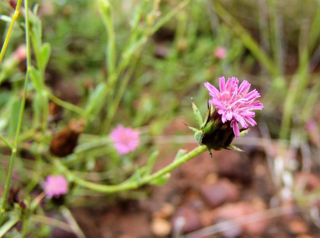 Wertabona Daisy (Streptoglossa liatroides), Central Australia NT