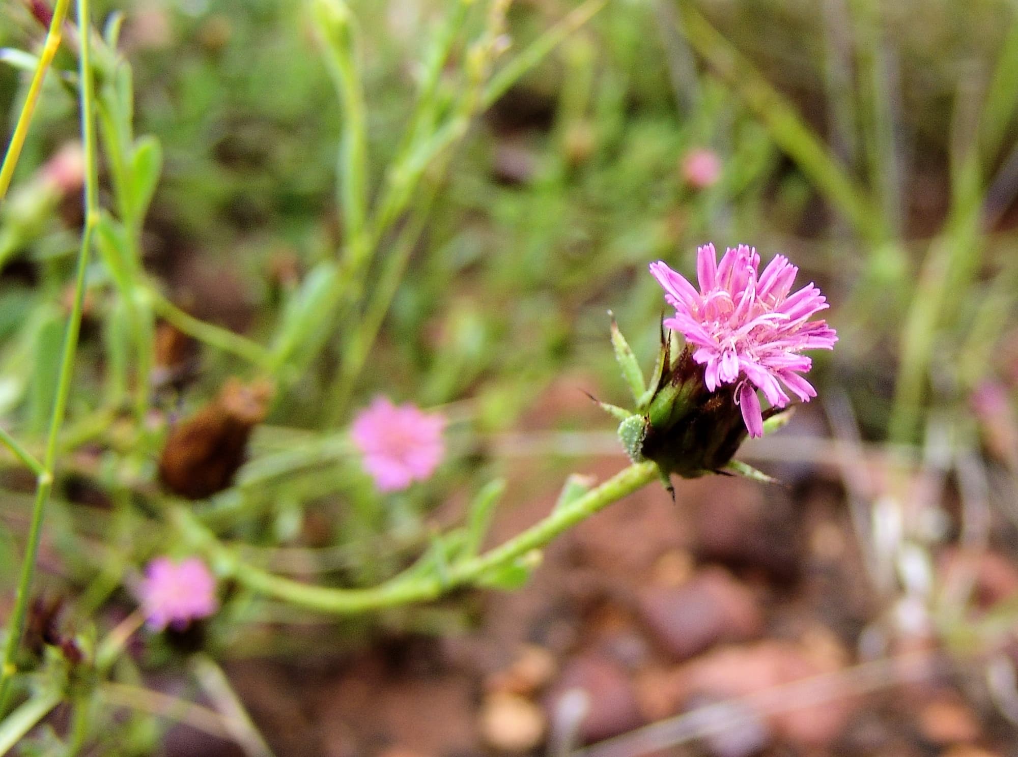 Wertabona Daisy (Streptoglossa liatroides), Central Australia NT