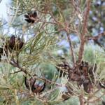 White Cypress Pine (Callitris columellaris), Palm Valley, Finke Gorge National Park