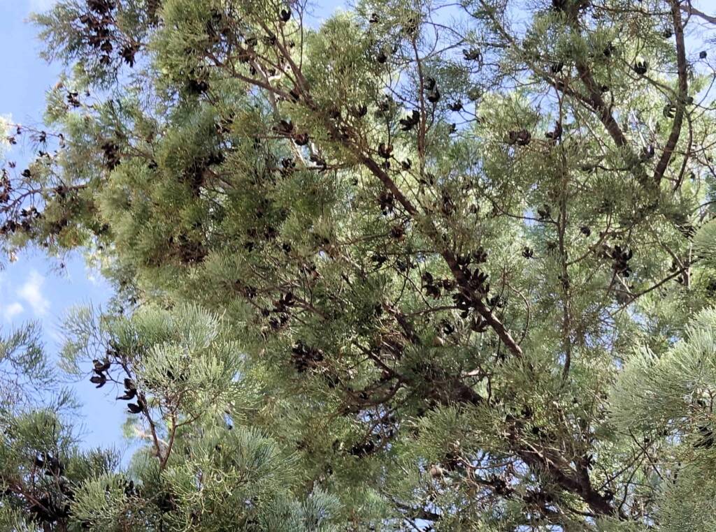 White Cypress Pine (Callitris columellaris), Palm Valley, Finke Gorge National Park