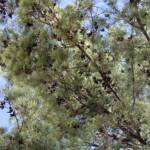 White Cypress Pine (Callitris columellaris), Palm Valley, Finke Gorge National Park