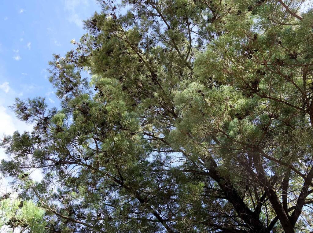 White Cypress Pine (Callitris columellaris), Palm Valley, Finke Gorge National Park