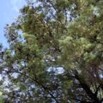 White Cypress Pine (Callitris columellaris), Palm Valley, Finke Gorge National Park