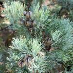 White Cypress Pine (Callitris columellaris), Palm Valley, Finke Gorge National Park