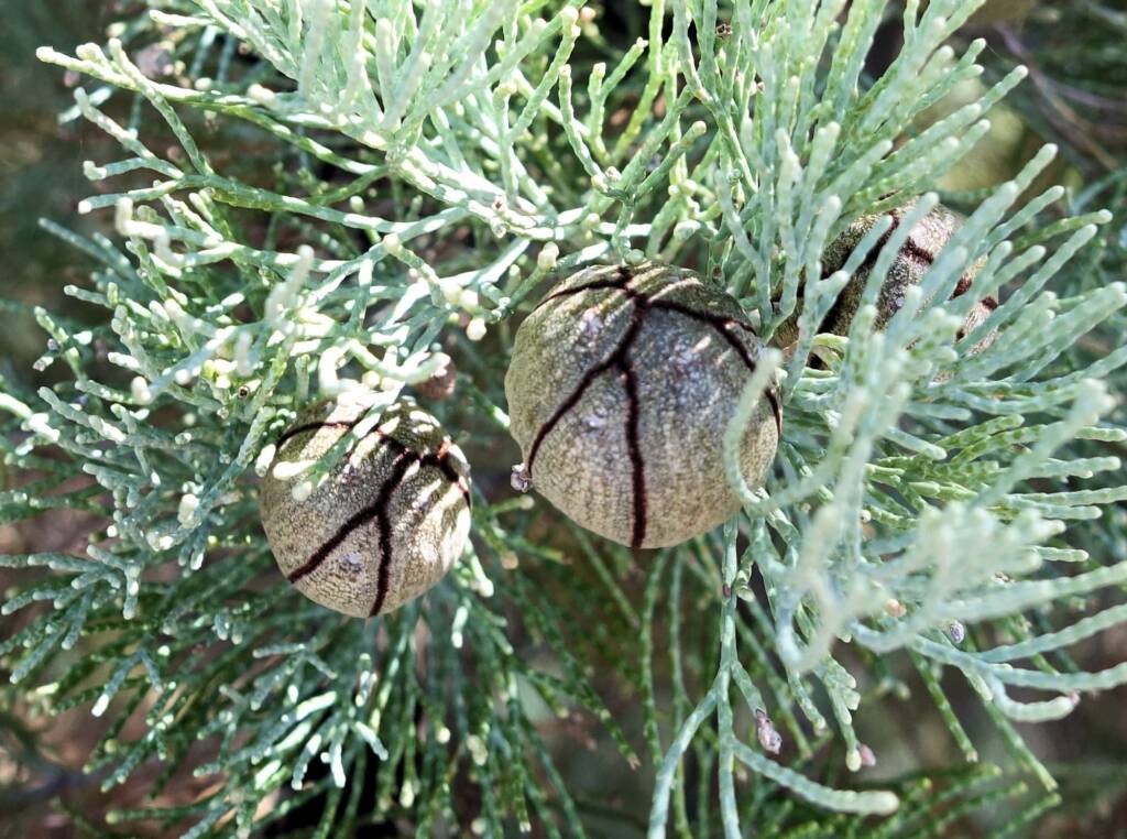 White Cypress Pine (Callitris columellaris), Palm Valley, Finke Gorge National Park