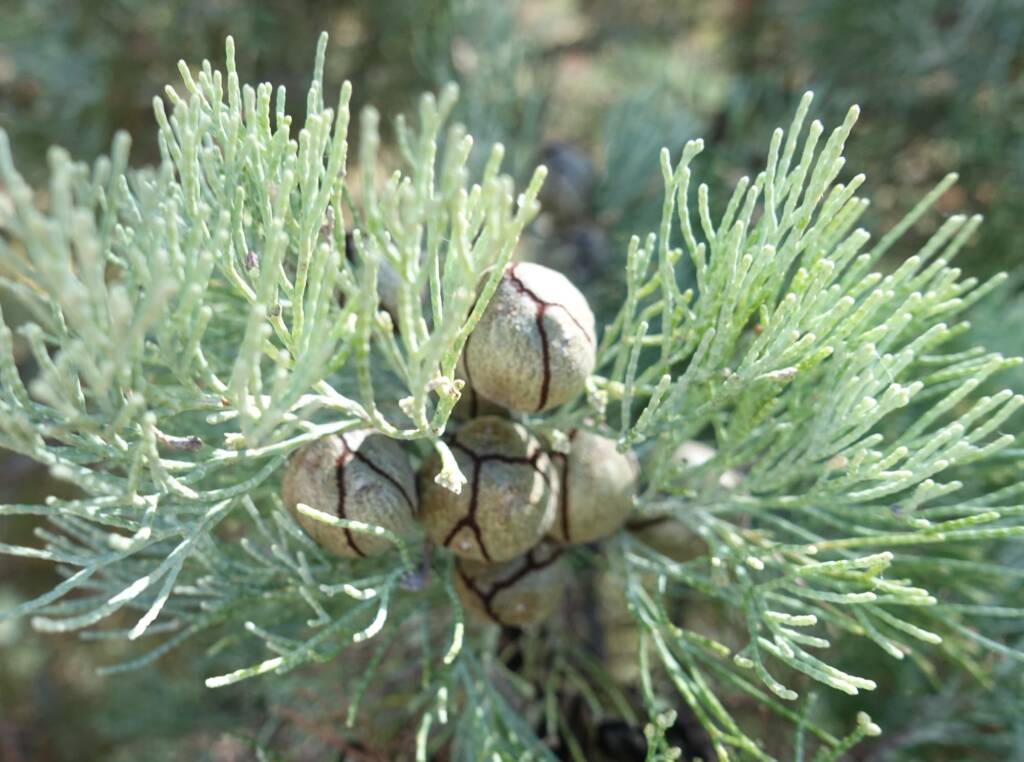 White Cypress Pine (Callitris columellaris), Palm Valley, Finke Gorge National Park