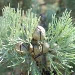 White Cypress Pine (Callitris columellaris), Palm Valley, Finke Gorge National Park