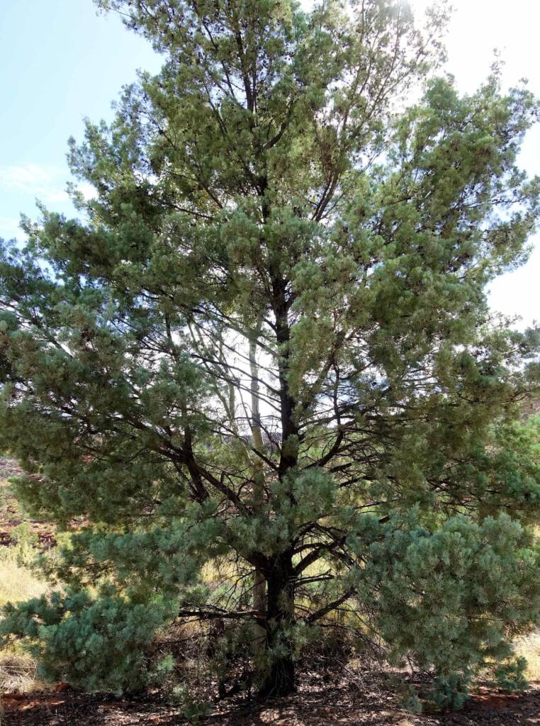 White Cypress Pine (Callitris columellaris), Palm Valley, Finke Gorge National Park