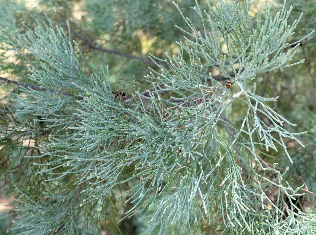 White Cypress Pine (Callitris columellaris), Palm Valley, Finke Gorge National Park