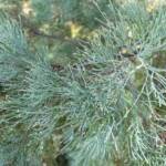 White Cypress Pine (Callitris columellaris), Palm Valley, Finke Gorge National Park