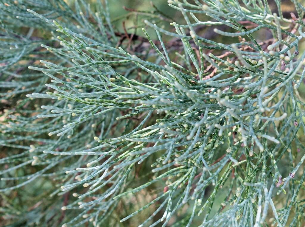 White Cypress Pine (Callitris columellaris), Palm Valley, Finke Gorge National Park