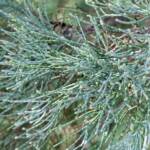 White Cypress Pine (Callitris columellaris), Palm Valley, Finke Gorge National Park