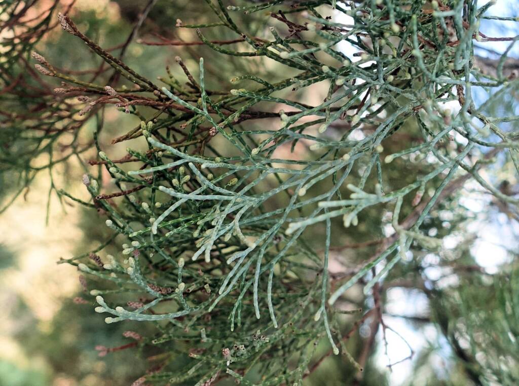 White Cypress Pine (Callitris columellaris), Palm Valley, Finke Gorge National Park