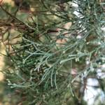 White Cypress Pine (Callitris columellaris), Palm Valley, Finke Gorge National Park