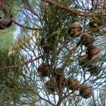 White Cypress Pine (Callitris columellaris), Palm Valley, Finke Gorge National Park