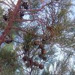 White Cypress Pine (Callitris columellaris), Palm Valley, Finke Gorge National Park