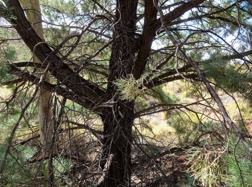 White Cypress Pine (Callitris columellaris), Palm Valley, Finke Gorge National Park