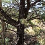 White Cypress Pine (Callitris columellaris), Palm Valley, Finke Gorge National Park