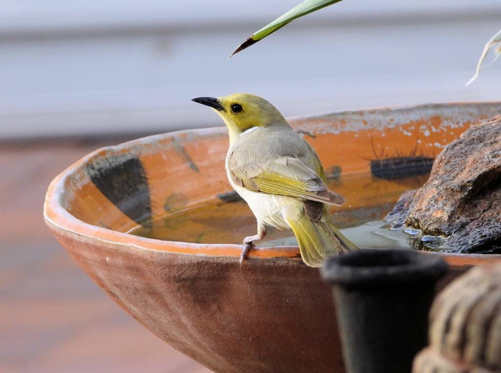 White-plumed Honeyeater (Ptilotula penicillata) © Dorothy Latimer