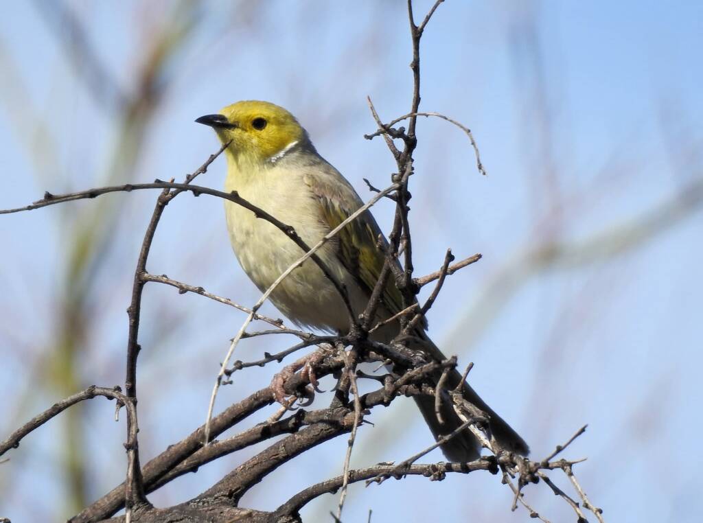 White-plumed Honeyeater (Ptilotula penicillata) © Dorothy Latimer