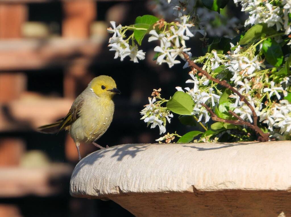 White-plumed Honeyeater (Ptilotula penicillata) © Dorothy Latimer