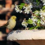 White-plumed Honeyeater (Ptilotula penicillata) © Dorothy Latimer