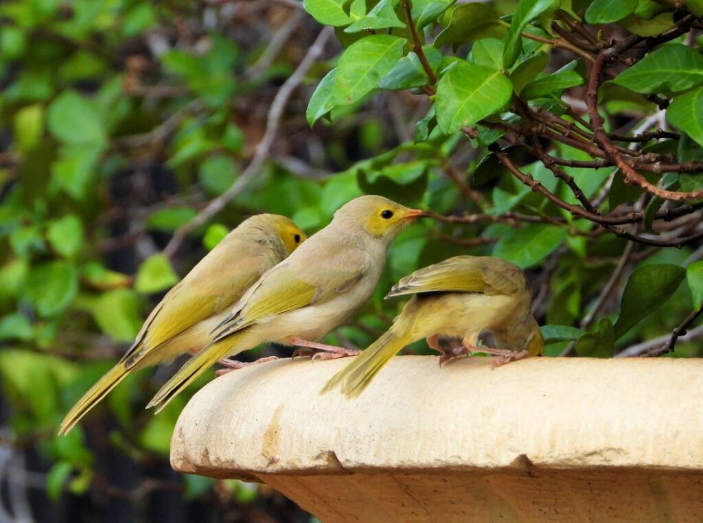 White-plumed Honeyeater (Ptilotula penicillata) © Dorothy Latimer