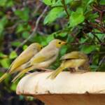 White-plumed Honeyeater (Ptilotula penicillata) © Dorothy Latimer
