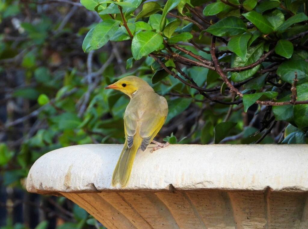 White-plumed Honeyeater (Ptilotula penicillata) © Dorothy Latimer