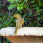 White-plumed Honeyeater (Ptilotula penicillata) © Dorothy Latimer