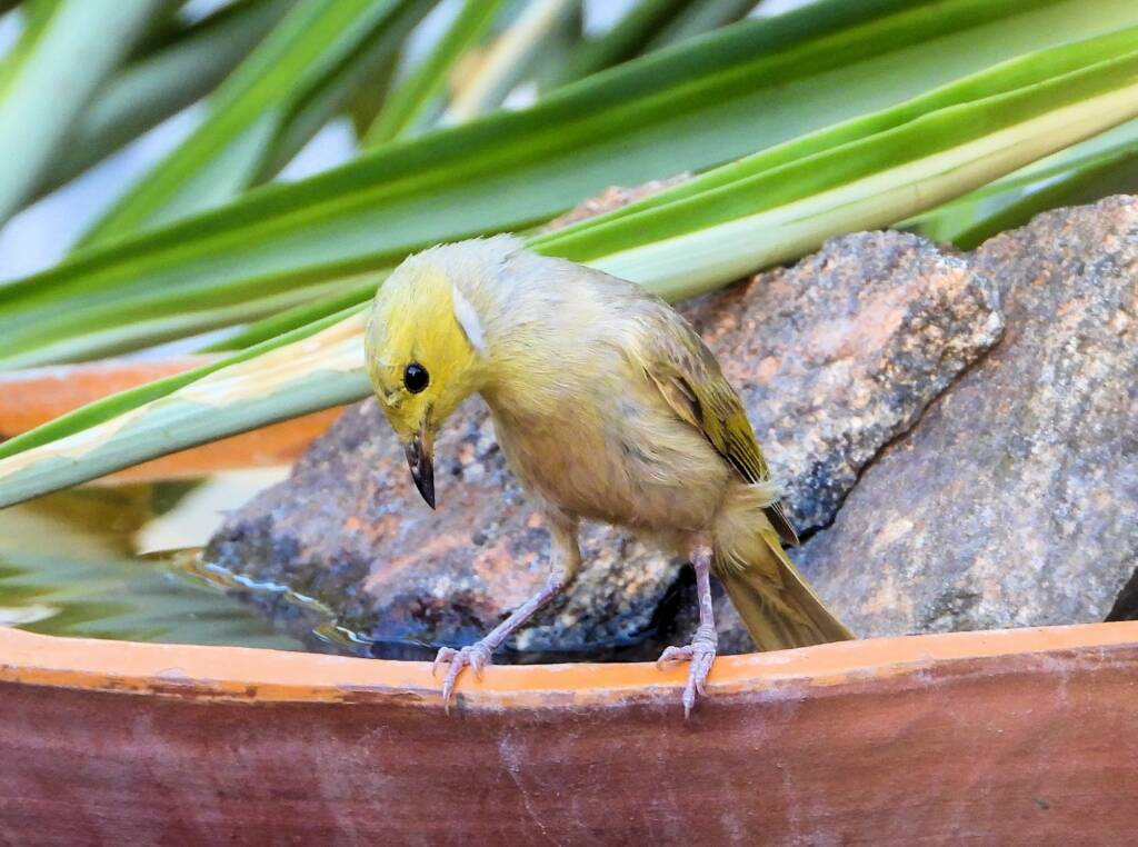 White-plumed Honeyeater (Ptilotula penicillata) © Dorothy Latimer