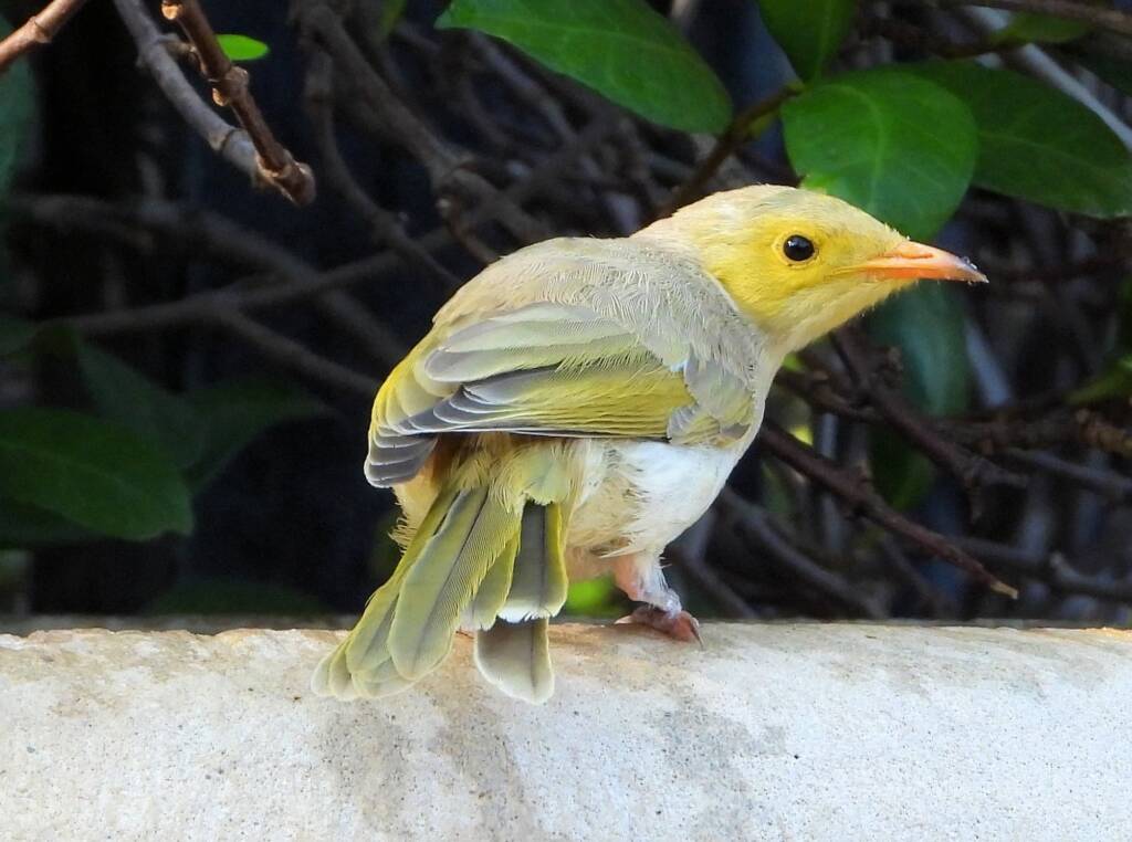 White-plumed Honeyeater (Ptilotula penicillata) © Dorothy Latimer