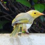 White-plumed Honeyeater (Ptilotula penicillata) © Dorothy Latimer