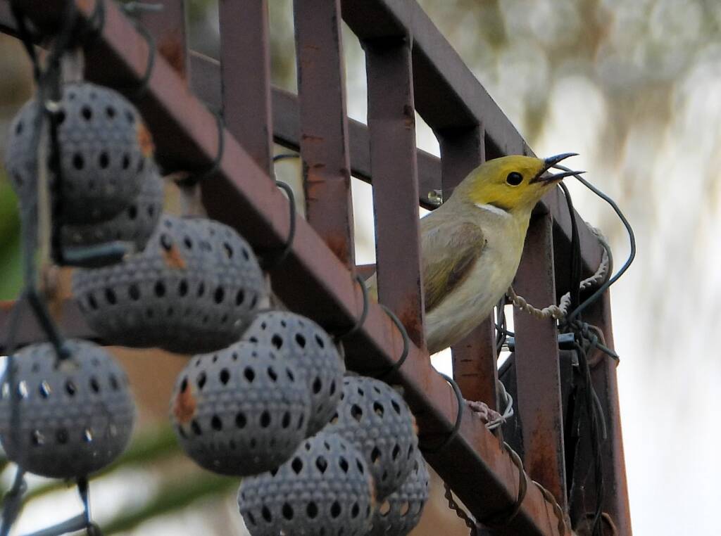 White-plumed Honeyeater (Ptilotula penicillata) © Dorothy Latimer
