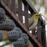 White-plumed Honeyeater (Ptilotula penicillata) © Dorothy Latimer
