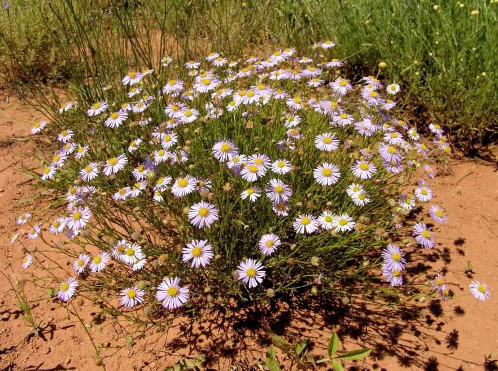 Woolly-Headed Burr Daisy (Calotis plumulifera), Central Australia NT