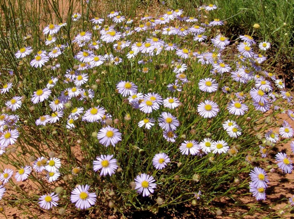 Woolly-Headed Burr Daisy (Calotis plumulifera), Central Australia NT